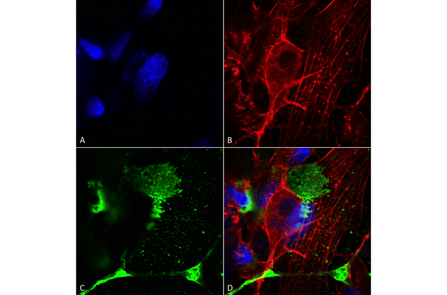 Immunocytochemistry/Immunofluorescence - Anti-LRP4 Antibody [S207-27] (A304980) - Antibodies.com