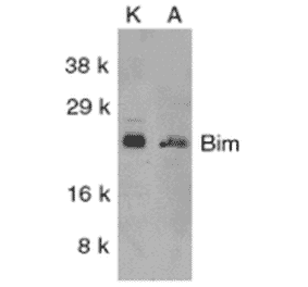 Western Blot - Anti-Bim Antibody (A304981) - Antibodies.com