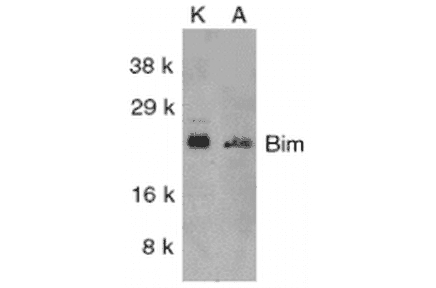Western Blot - Anti-Bim Antibody (A304981) - Antibodies.com