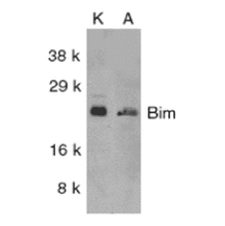 Western Blot - Anti-Bim Antibody (A304981) - Antibodies.com