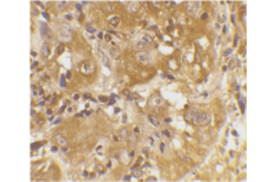 Immunohistochemistry - Anti-Bim Antibody (A304981) - Antibodies.com