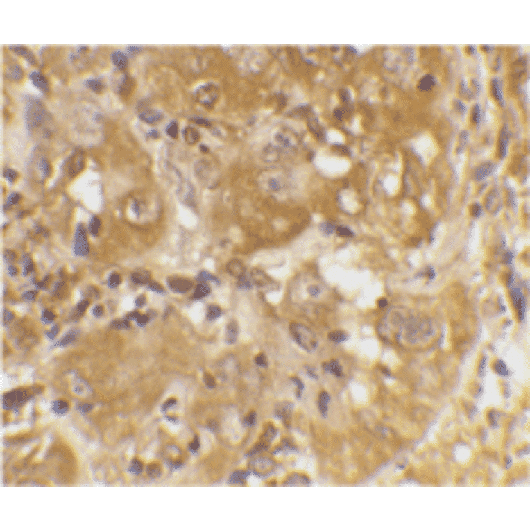 Immunohistochemistry - Anti-Bim Antibody (A304981) - Antibodies.com