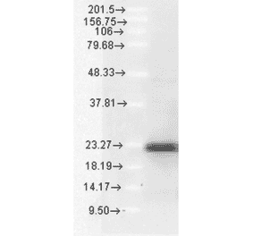 Western Blot - Anti-Bim Antibody (A304982) - Antibodies.com