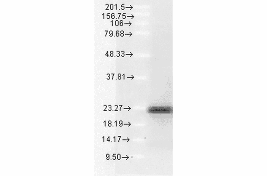 Western Blot - Anti-Bim Antibody (A304982) - Antibodies.com