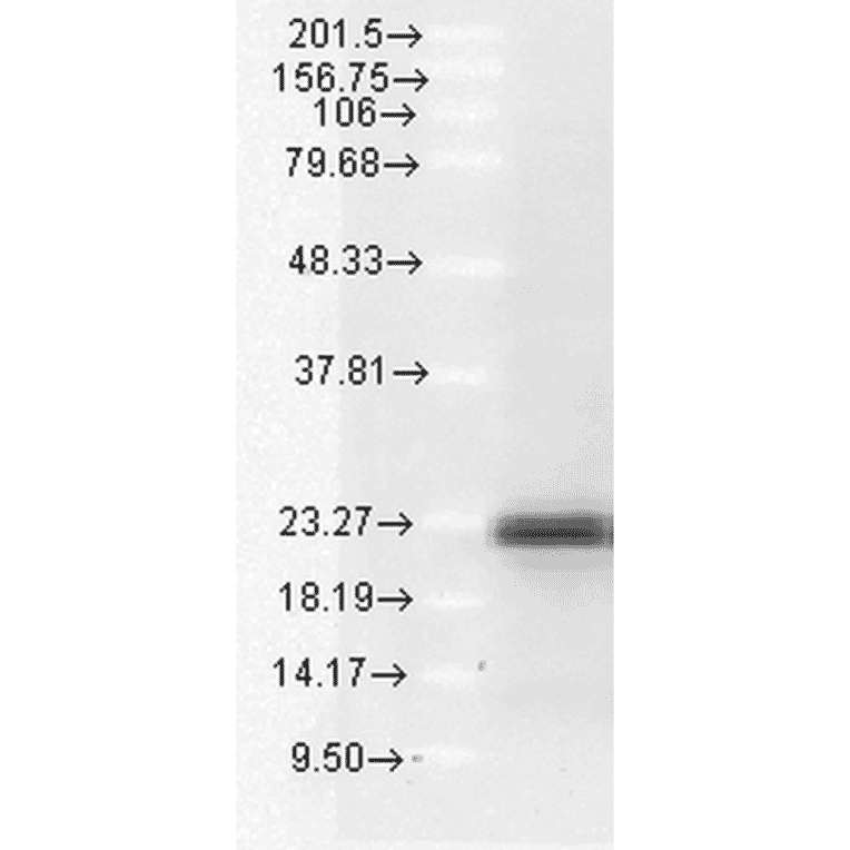 Western Blot - Anti-Bim Antibody (A304982) - Antibodies.com