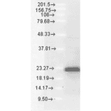 Western Blot - Anti-Bim Antibody (A304982) - Antibodies.com