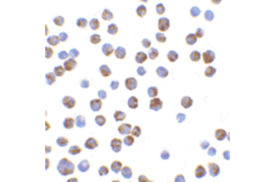 Immunocytochemistry/Immunofluorescence - Anti-Bim Antibody (A304982) - Antibodies.com