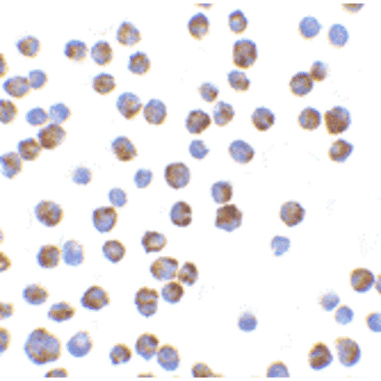 Immunocytochemistry/Immunofluorescence - Anti-Bim Antibody (A304982) - Antibodies.com