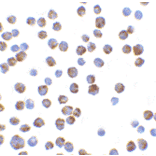 Immunocytochemistry/Immunofluorescence - Anti-Bim Antibody (A304982) - Antibodies.com