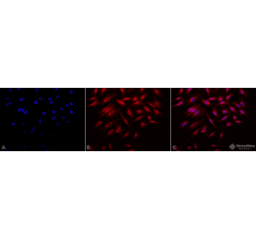 Immunocytochemistry/Immunofluorescence - Anti-Rab4 Antibody (A304983) - Antibodies.com