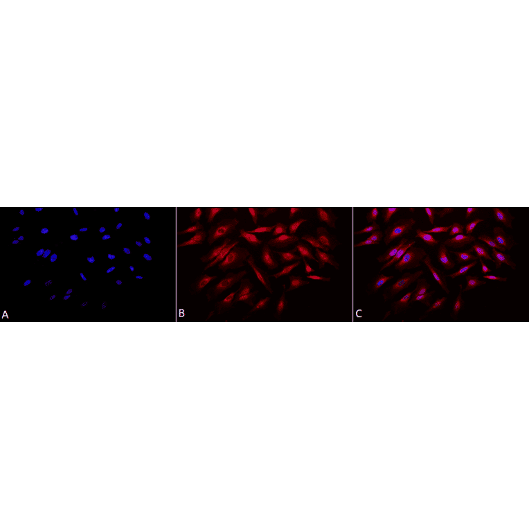 Immunocytochemistry/Immunofluorescence - Anti-Rab4 Antibody (A304983) - Antibodies.com