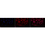 Immunocytochemistry/Immunofluorescence - Anti-Rab4 Antibody (A304983) - Antibodies.com