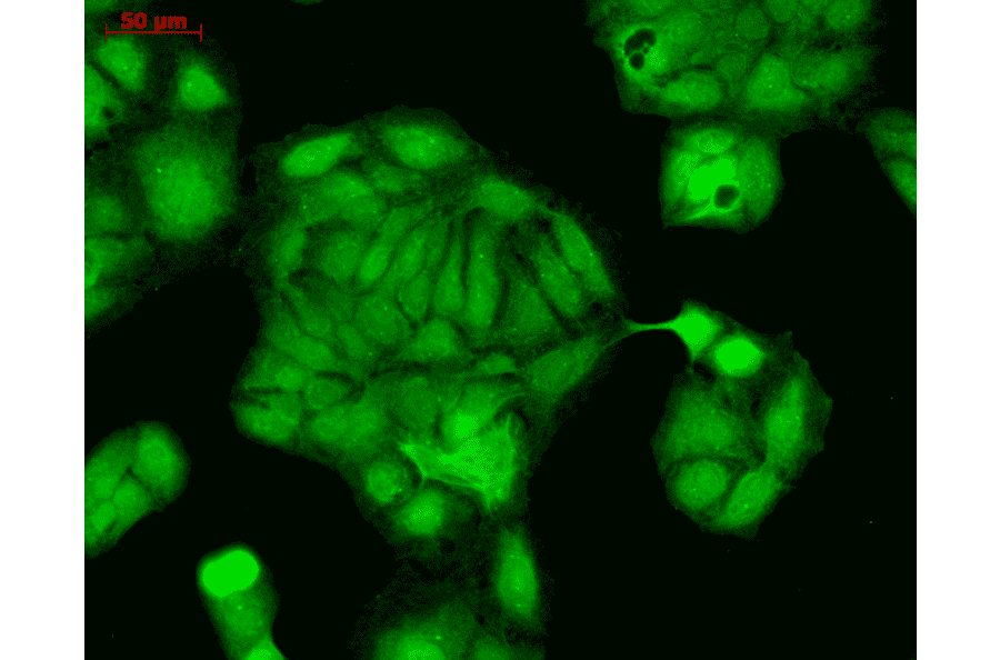 Immunocytochemistry/Immunofluorescence - Anti-Rab4 Antibody (A304983) - Antibodies.com