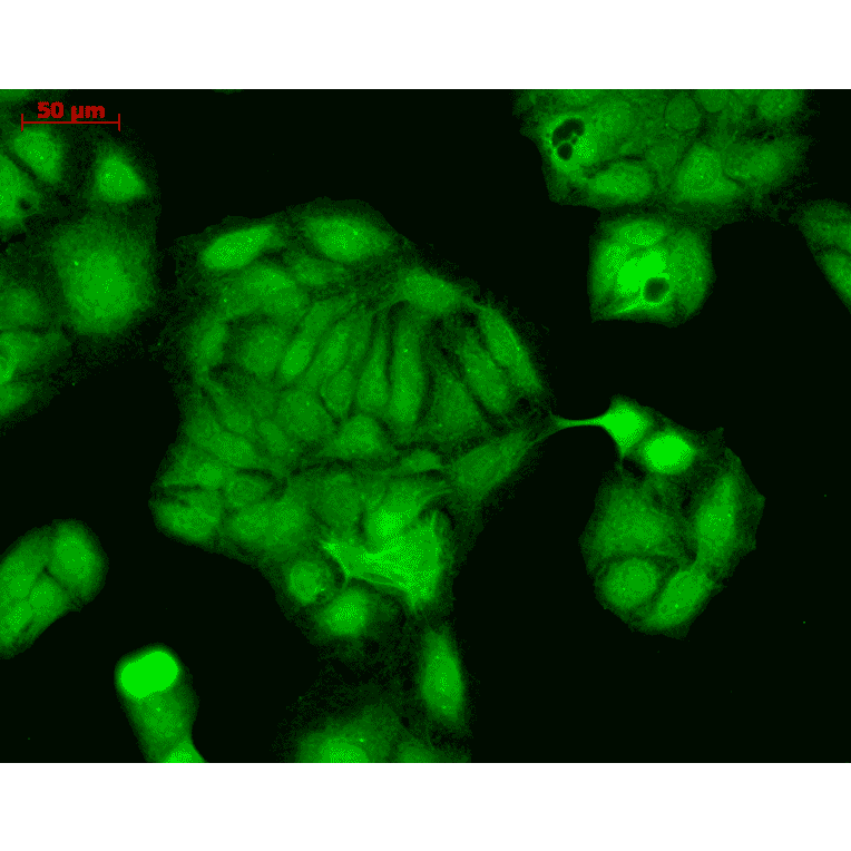 Immunocytochemistry/Immunofluorescence - Anti-Rab4 Antibody (A304983) - Antibodies.com