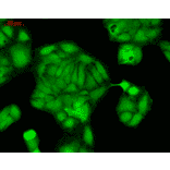 Immunocytochemistry/Immunofluorescence - Anti-Rab4 Antibody (A304983) - Antibodies.com