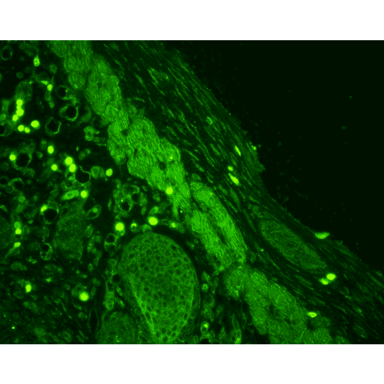 Immunohistochemistry - Anti-Rab4 Antibody (A304983) - Antibodies.com