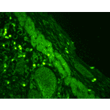 Immunohistochemistry - Anti-Rab4 Antibody (A304983) - Antibodies.com