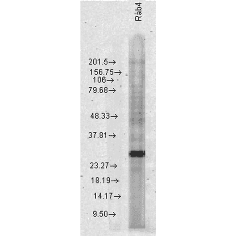 Western Blot - Anti-Rab4 Antibody (A304983) - Antibodies.com