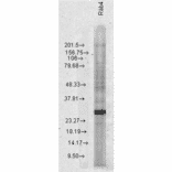 Western Blot - Anti-Rab4 Antibody (A304983) - Antibodies.com