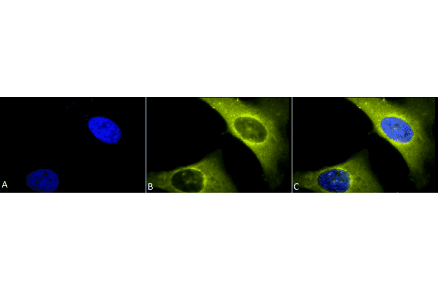 Immunocytochemistry/Immunofluorescence - Anti-Rab4 Antibody (A304983) - Antibodies.com