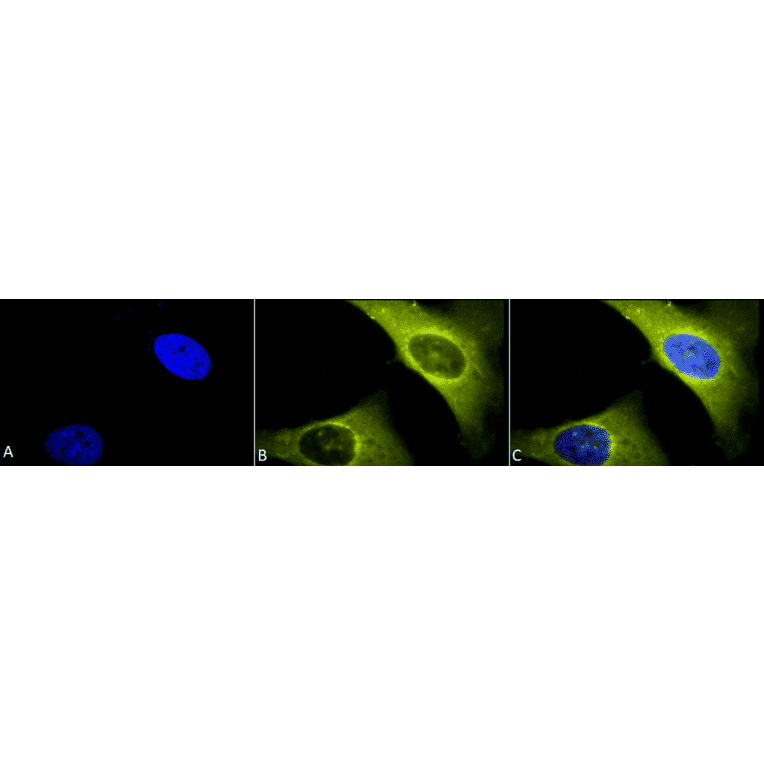 Immunocytochemistry/Immunofluorescence - Anti-Rab4 Antibody (A304983) - Antibodies.com