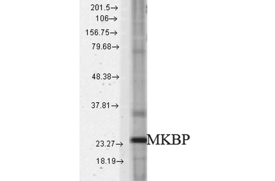 Western Blot - Anti-Hsp27 Antibody (A304984) - Antibodies.com