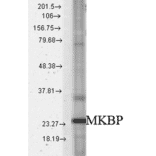 Western Blot - Anti-Hsp27 Antibody (A304984) - Antibodies.com