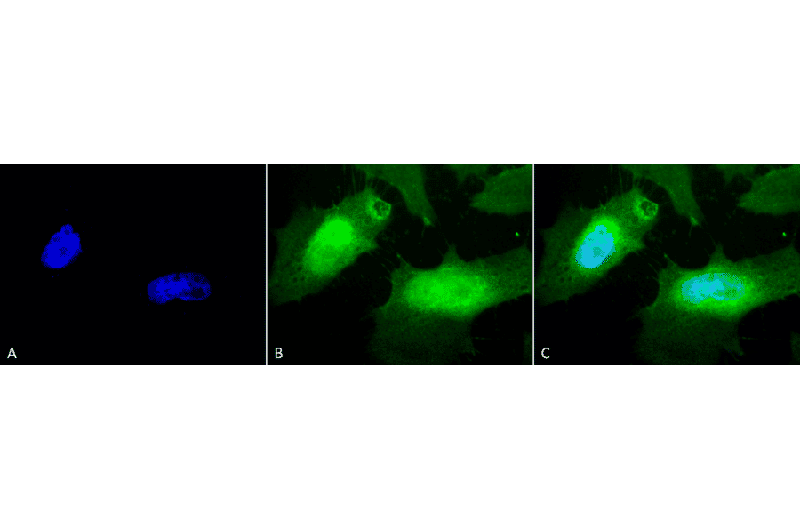 Immunocytochemistry/Immunofluorescence - Anti-Hsp27 Antibody (A304984) - Antibodies.com