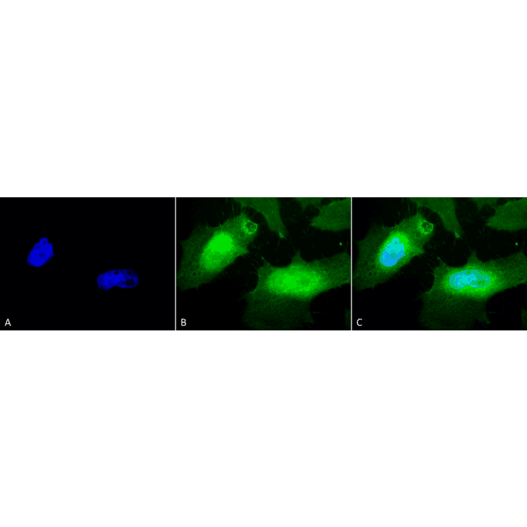 Immunocytochemistry/Immunofluorescence - Anti-Hsp27 Antibody (A304984) - Antibodies.com