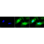 Immunocytochemistry/Immunofluorescence - Anti-Hsp27 Antibody (A304984) - Antibodies.com