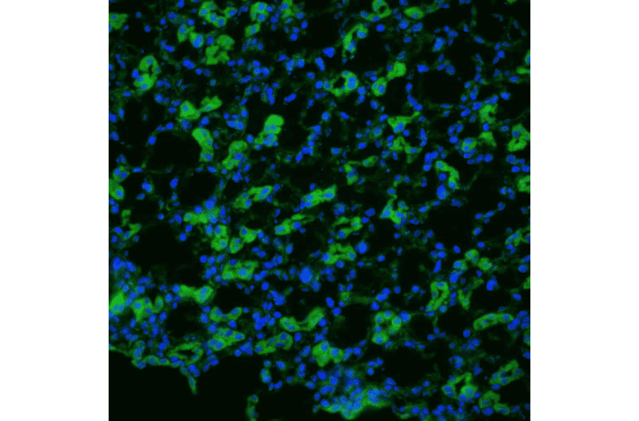 Immunohistochemistry - Anti-Aquaporin 1 Antibody (A304985) - Antibodies.com