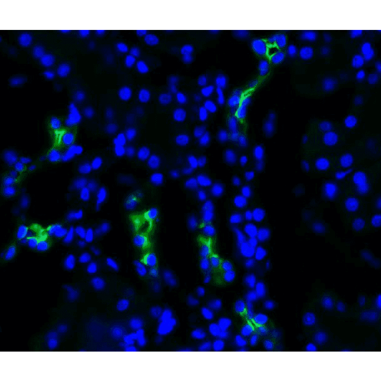 Immunohistochemistry - Anti-Aquaporin 2 Antibody (A304986) - Antibodies.com