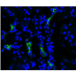 Immunohistochemistry - Anti-Aquaporin 2 Antibody (A304986) - Antibodies.com