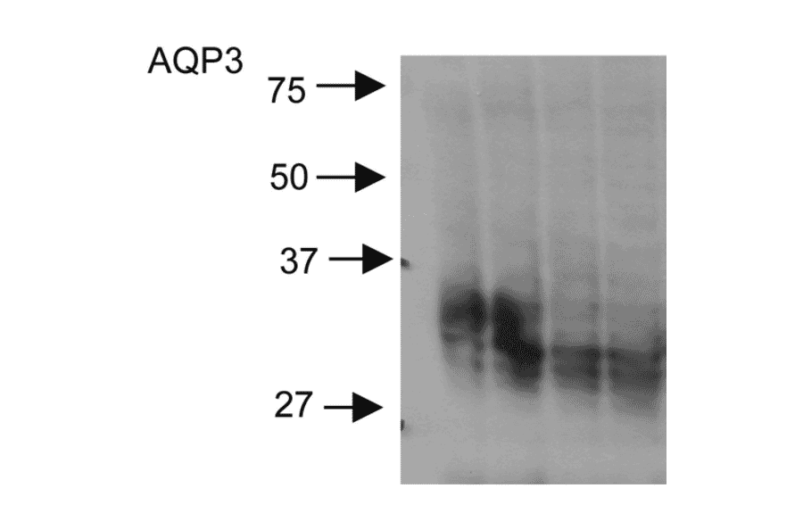 Western Blot - Anti-Aquaporin 3 Antibody (A304987) - Antibodies.com