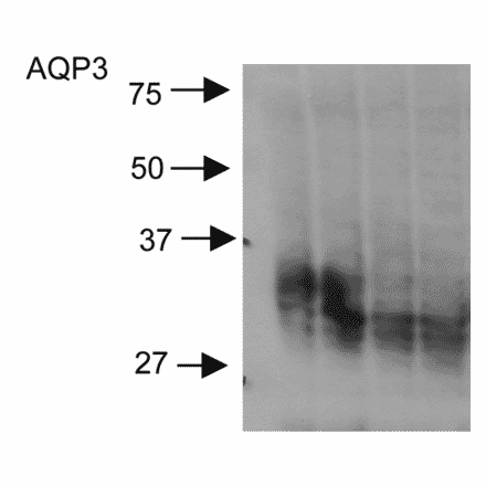 Western Blot - Anti-Aquaporin 3 Antibody (A304987) - Antibodies.com