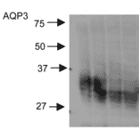 Western Blot - Anti-Aquaporin 3 Antibody (A304987) - Antibodies.com