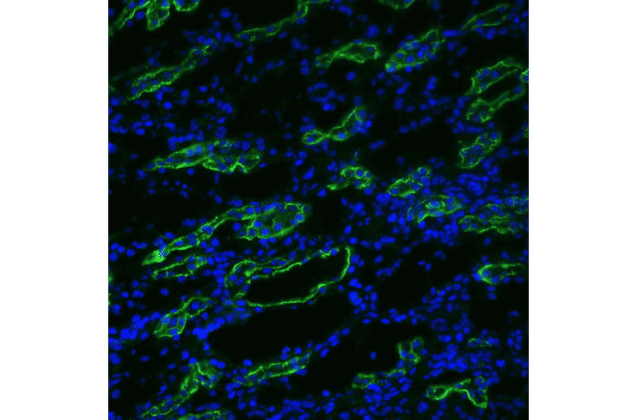 Immunohistochemistry - Anti-Aquaporin 3 Antibody (A304987) - Antibodies.com