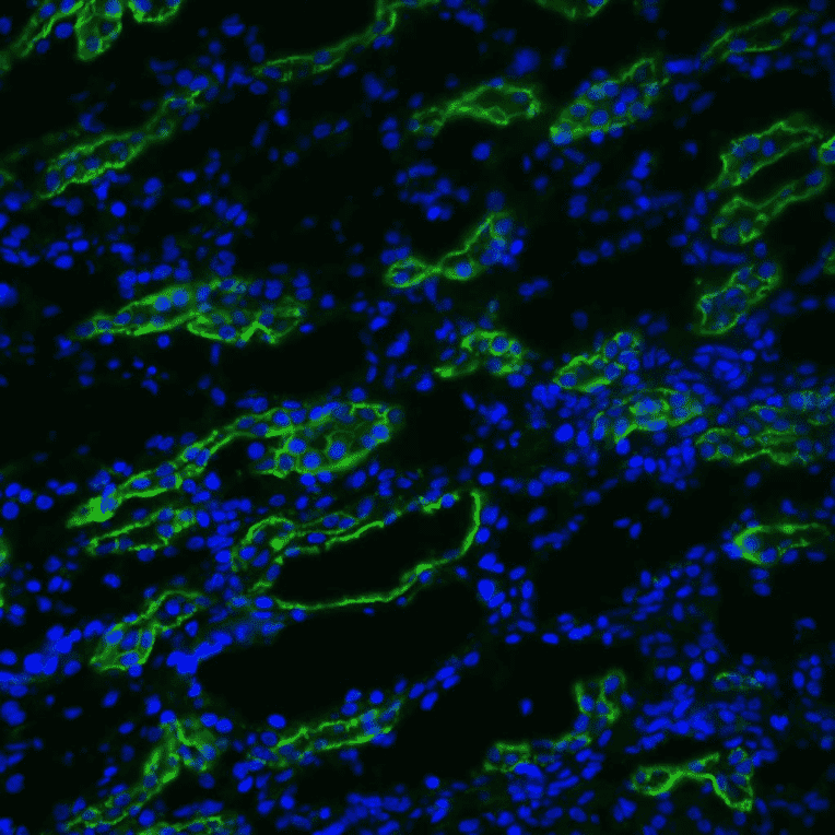 Immunohistochemistry - Anti-Aquaporin 3 Antibody (A304987) - Antibodies.com