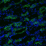 Immunohistochemistry - Anti-Aquaporin 3 Antibody (A304987) - Antibodies.com