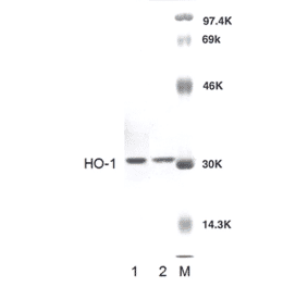 Western Blot - Anti-Heme Oxygenase 1 Antibody (A304988) - Antibodies.com