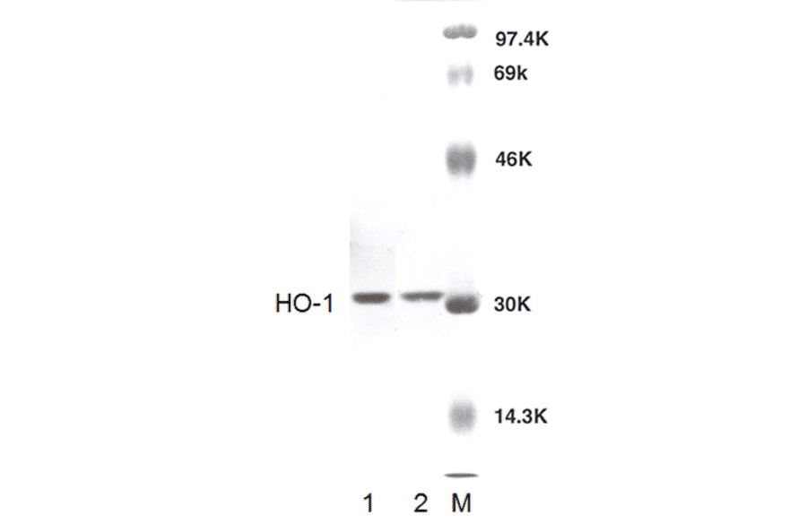 Western Blot - Anti-Heme Oxygenase 1 Antibody (A304988) - Antibodies.com