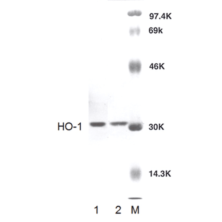 Western Blot - Anti-Heme Oxygenase 1 Antibody (A304988) - Antibodies.com
