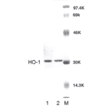 Western Blot - Anti-Heme Oxygenase 1 Antibody (A304988) - Antibodies.com