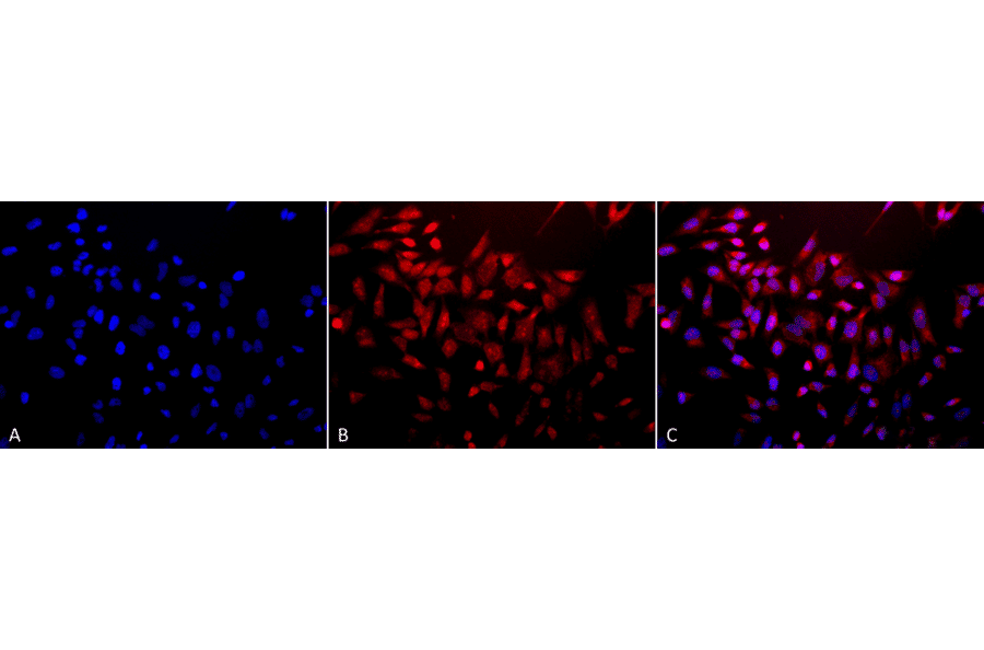 Immunocytochemistry/Immunofluorescence - Anti-Superoxide Dismutase 3 / EC-SOD Antibody (A304989) - Antibodies.com