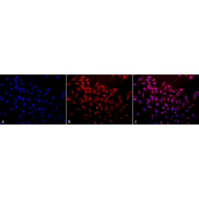 Immunocytochemistry/Immunofluorescence - Anti-Superoxide Dismutase 3 / EC-SOD Antibody (A304989) - Antibodies.com