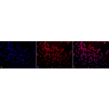 Immunocytochemistry/Immunofluorescence - Anti-Superoxide Dismutase 3 / EC-SOD Antibody (A304989) - Antibodies.com