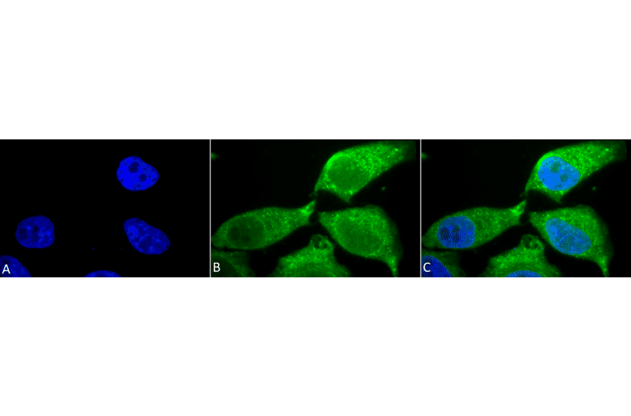 Immunocytochemistry/Immunofluorescence - Anti-Superoxide Dismutase 3 / EC-SOD Antibody (A304989) - Antibodies.com