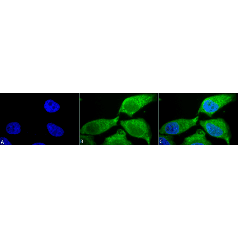 Immunocytochemistry/Immunofluorescence - Anti-Superoxide Dismutase 3 / EC-SOD Antibody (A304989) - Antibodies.com