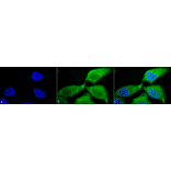 Immunocytochemistry/Immunofluorescence - Anti-Superoxide Dismutase 3 / EC-SOD Antibody (A304989) - Antibodies.com