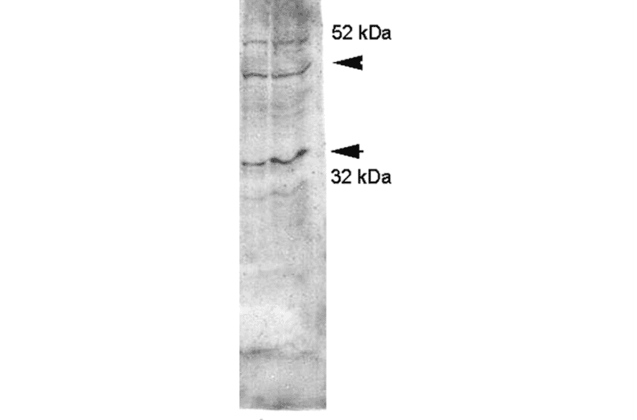 Western Blot - Anti-Aquaporin 4 Antibody (A304990) - Antibodies.com